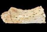 Cretaceous Crocodile Jaw Section - South Dakota #133337-1
